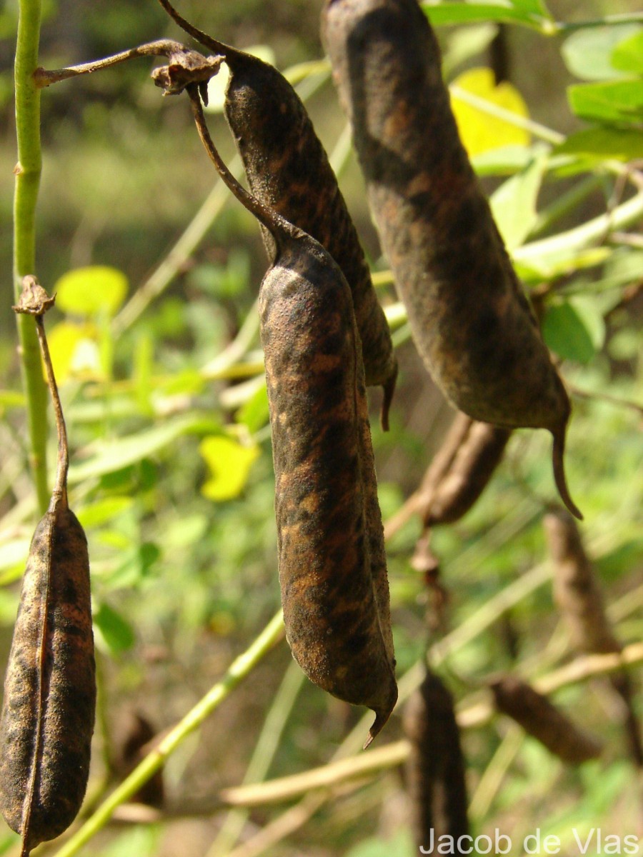 Crotalaria laburnifolia L.